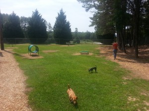 Savannah and Chili Moon enjoy the Bark Park