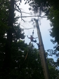 Thor prepares to take down the 120ft White Pine